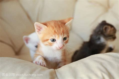 猫来家里生孩子风水|猫进家门预示着什么风水？解读猫的吉凶寓意